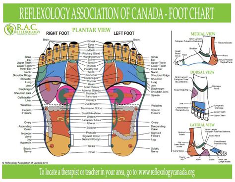 fukuda reflexology|Understanding Reflexology and Health Benefits.